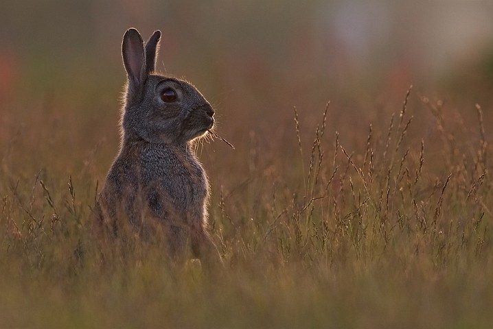 Wildkaninchen Oryctolagus cuniculus